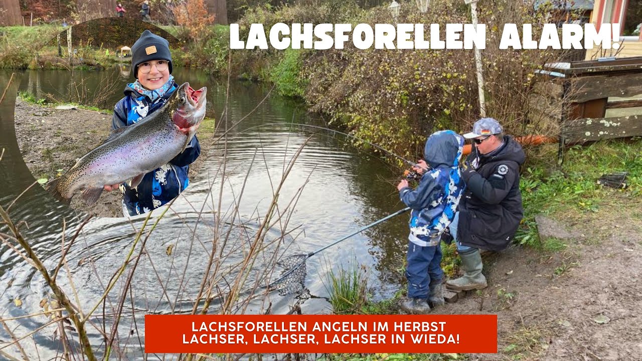 Lachsforellen Bisse in Wieda