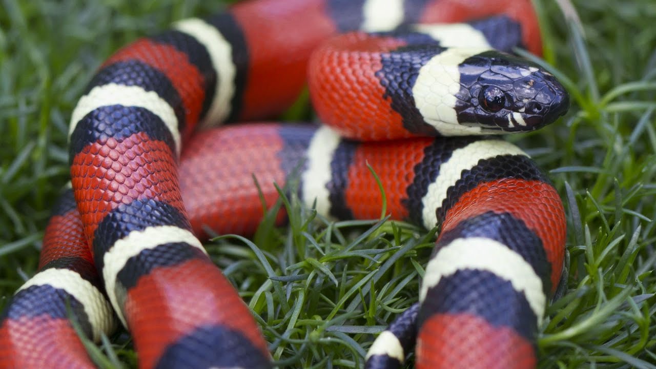 California King Snake vs. Corn Snake | Pet Snakes