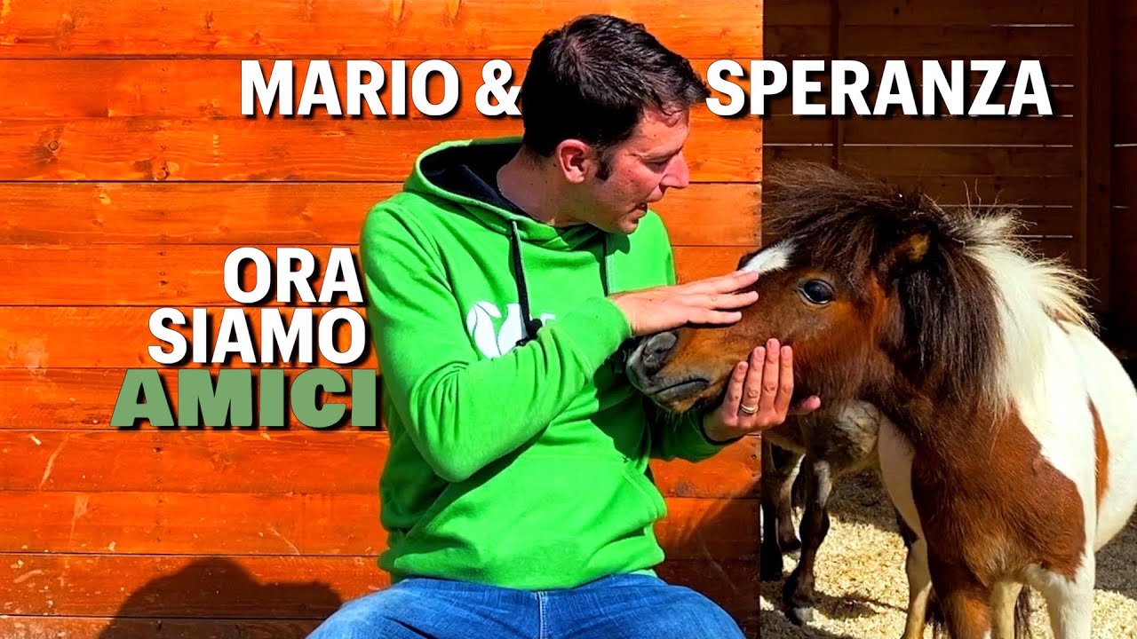 STALLA MINIATURE HORSE: cura dei cavallini e passeggiate
