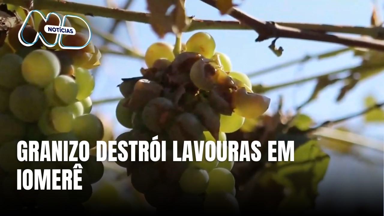 Produção de uva, azeitona e milho em Iomerê é quase toda perdida