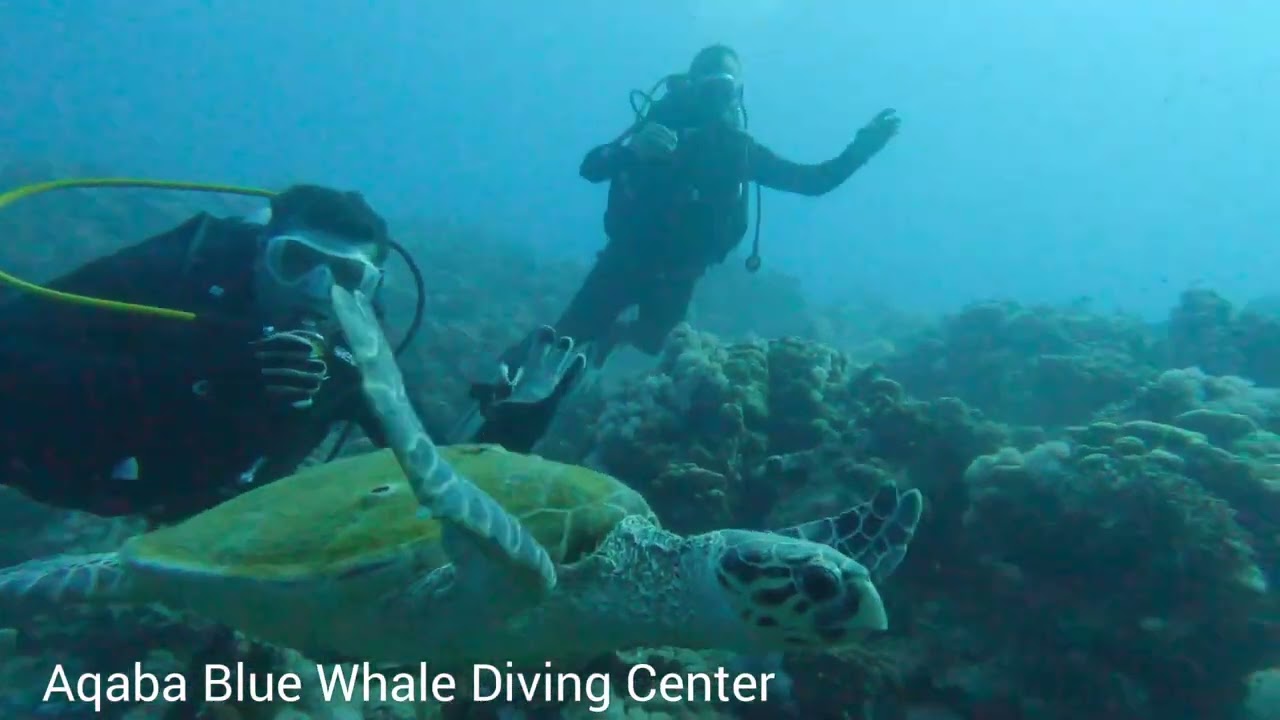 Blue Whale Diving Center#a #shortvideo #motivation