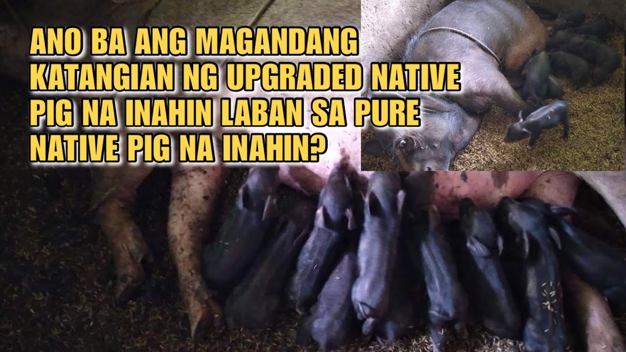 MAGANDANG KATANGIAN NG UPGRADED NATIVE PIG NA INAHIN LABAN SA PURE NATIVE PIG! | Kabokal's Farmer