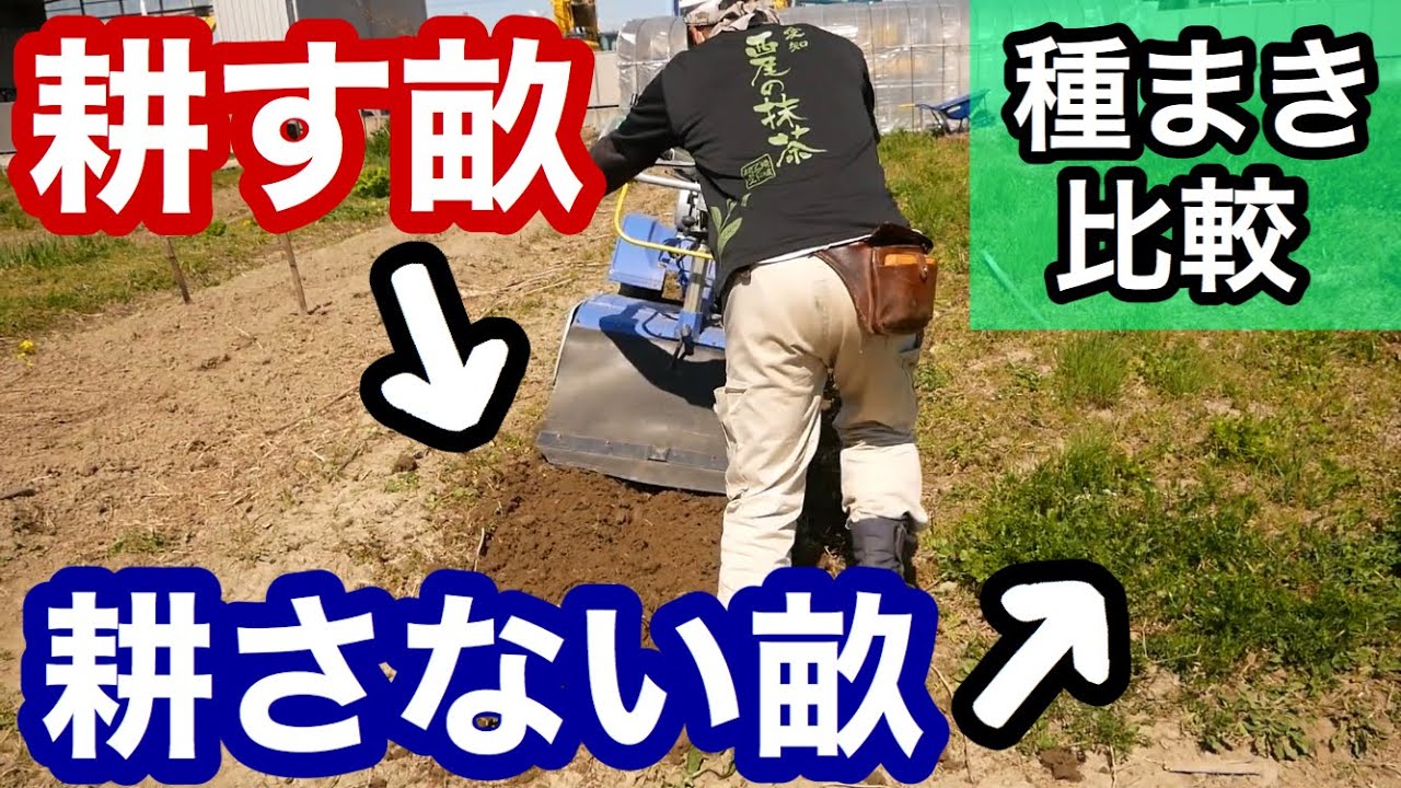 耕す畝・耕さない畝それぞれの種蒔きのやり方、春の踏みつけ種蒔きについて【比較実験】2020年3月25日