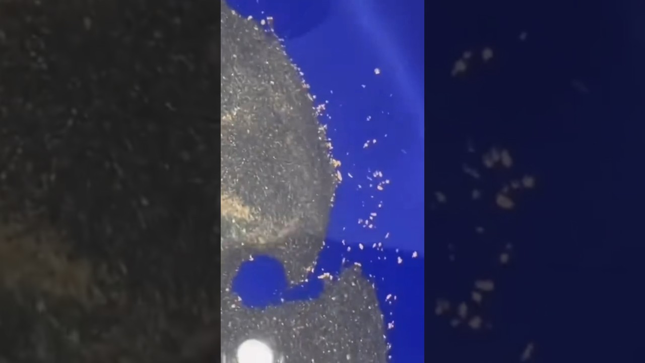 Blue Bowl GOLD Clean Out #goldmining #goldpanning #gold