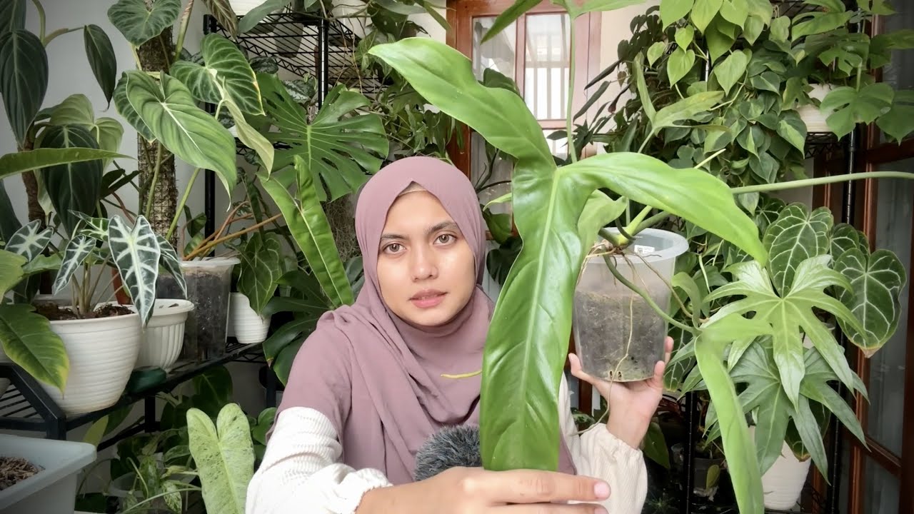8 daun terbesar di tamanku | tanaman hias | philodendron holtonianum | dieffenbachia | jerry horne