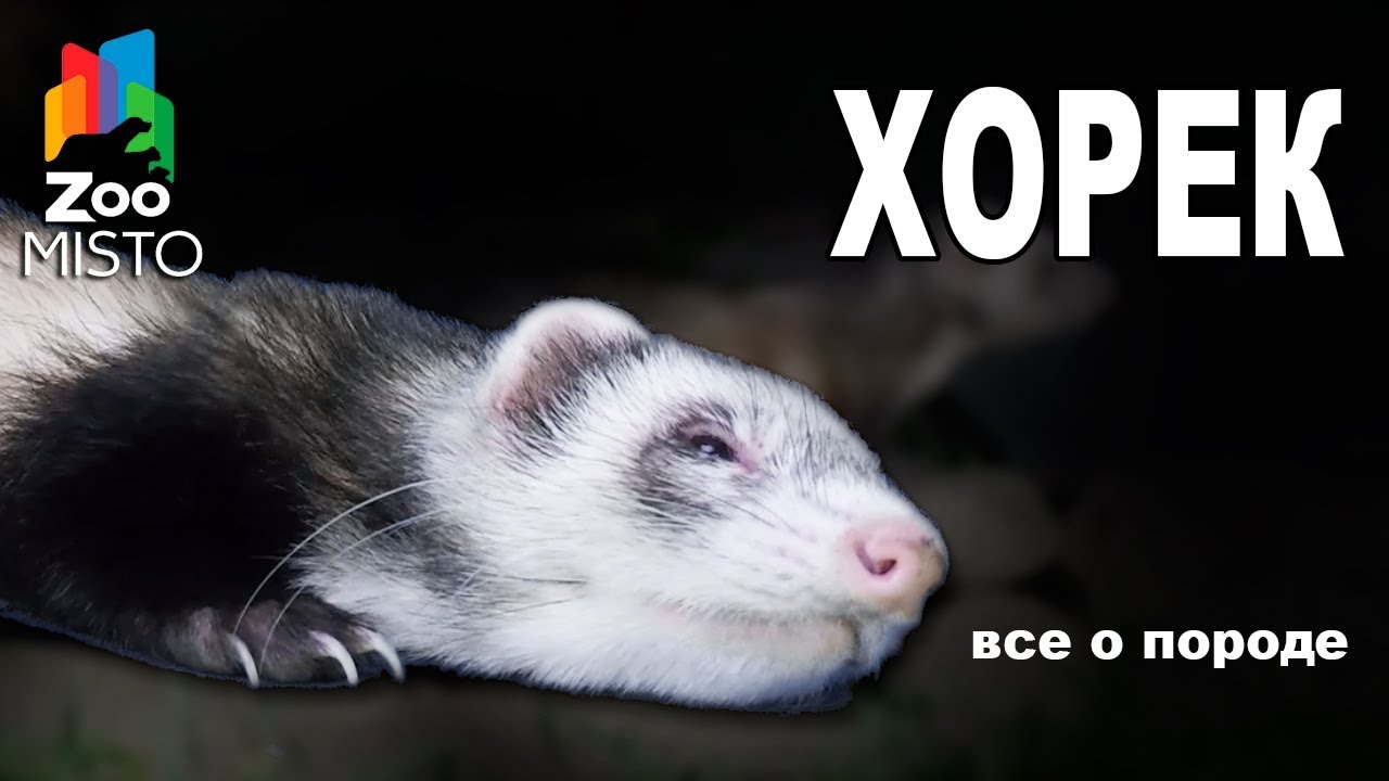 Хорек  - Все о животном | Домашний Хорек | Фретка