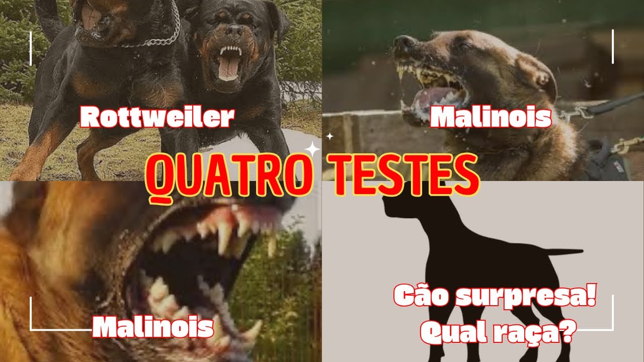 Invadi o quintal de ROTT, MALI e …????