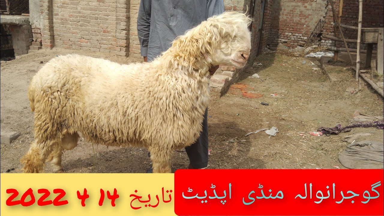 Gujranwala Mandi update Big seiz Mundre chatre Qurbani 2022 k liy  Asif Mundra Farm