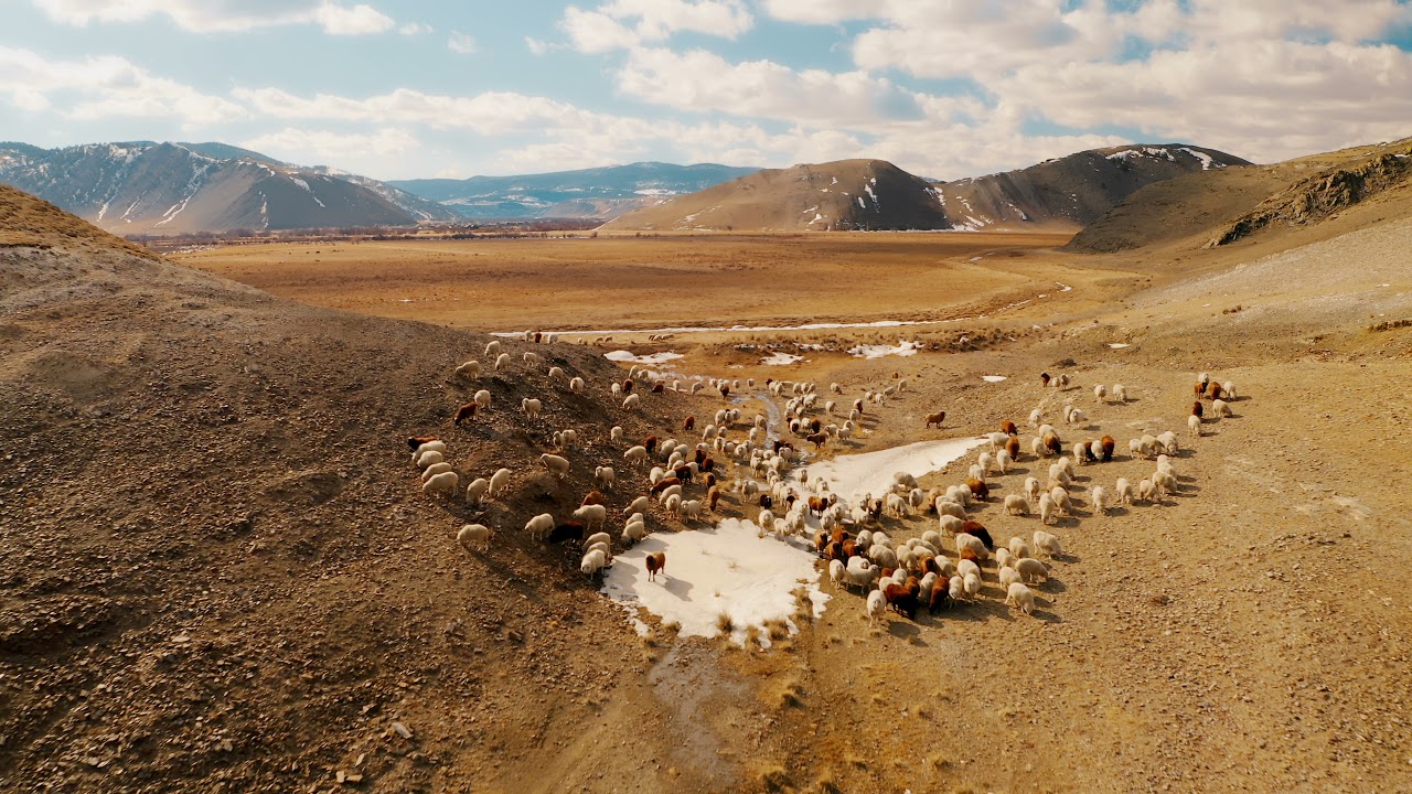 Livestock grazing in the pasture Sheep pasture Baikal Sayan ridge Irkutsk Siberia Russia
