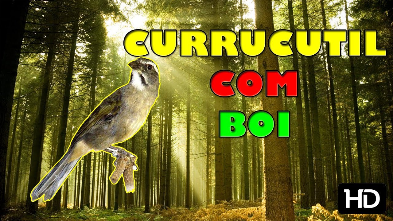 TRINCA FERRO CURRUCUTIL COM BOI