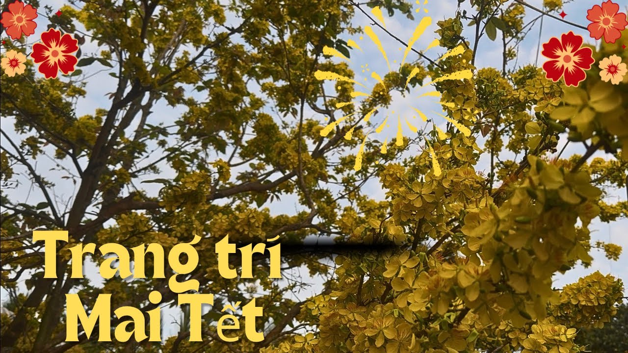 Trang trí Mai Tết vào ngày 28 tháng chạp | Thuận về vườn
