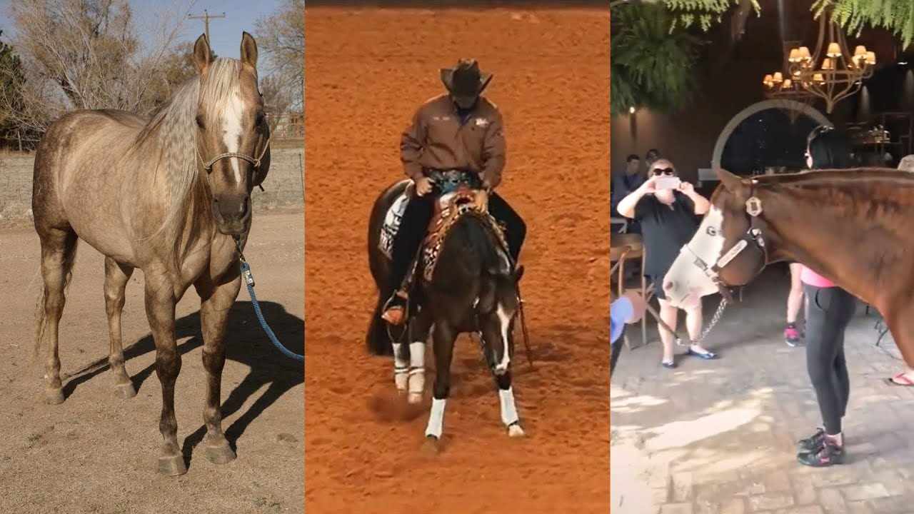 Incredible American Quarter horses and foals pt 1