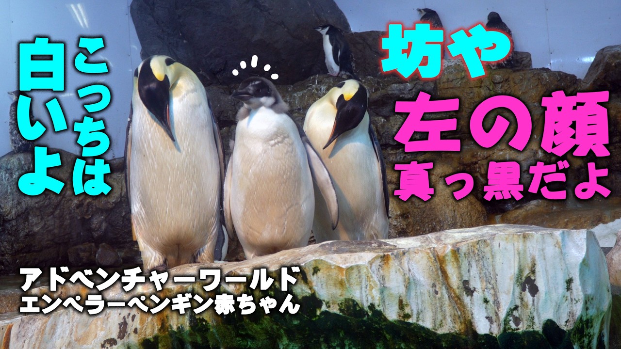 【知らない子らと合流】おともだちになってくだしゃい、エンペラーペンギンのデッカイ赤ちゃんが家を出る