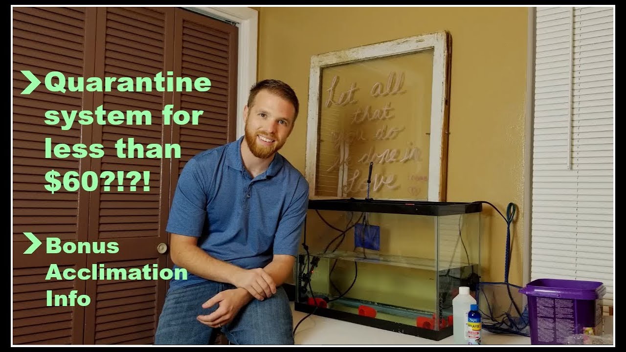 How to Set Up a Quarantine Tank for Saltwater Fish (on the cheap!!)