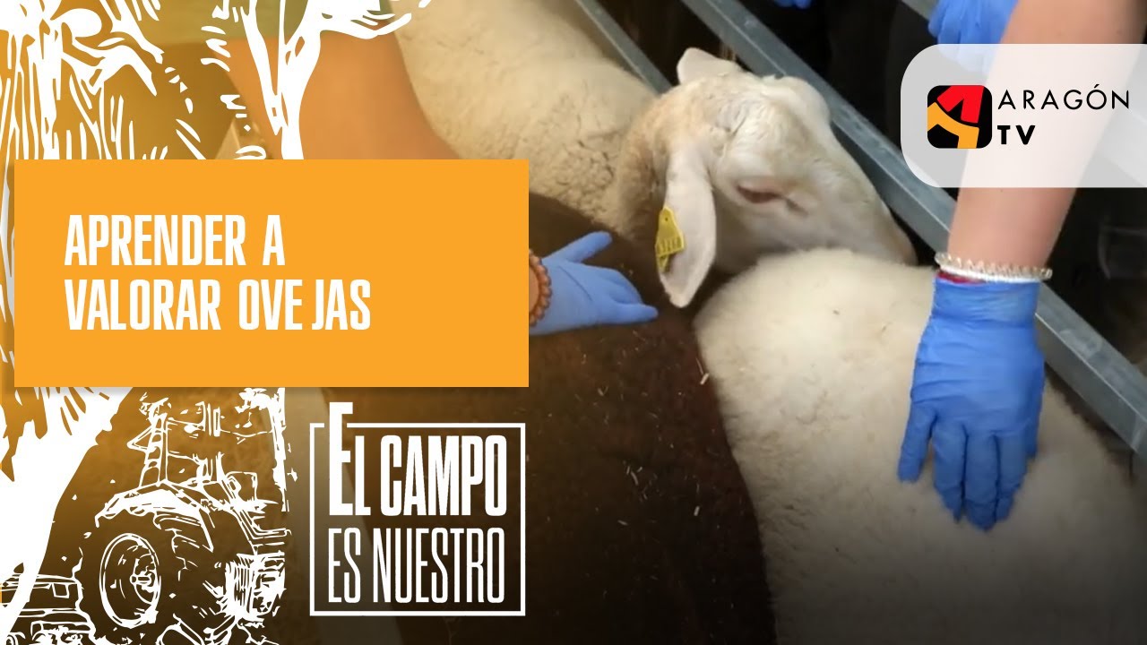 Aprender a valorar ovejas