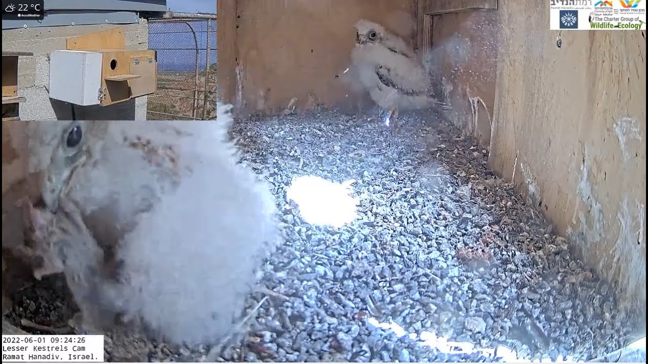 Kids will be kids: Lesser kestrel nestling tries to steel mouse from sibling.