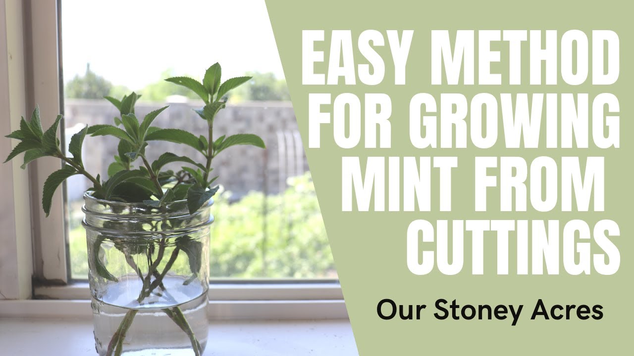 Easy Method for Growing Mint From Cuttings | Water Propagation of Mint is Simple!