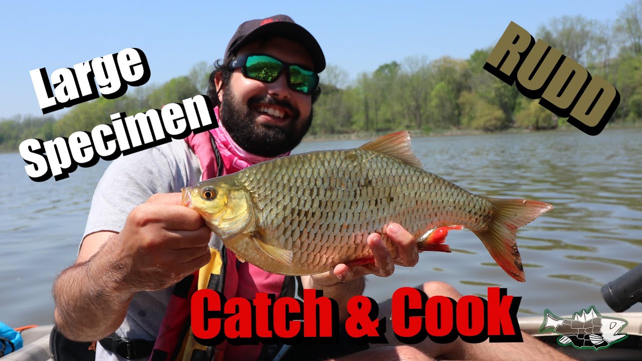 Bonus Catch and Cook - New Ontario Record RUDD?