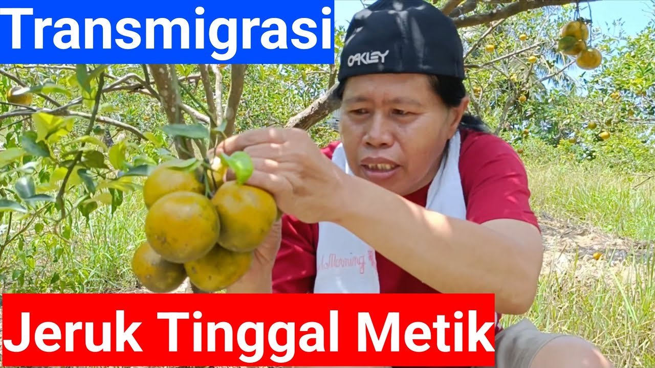 Pak Suroto Transmigran Asal Ngawi Punya Hajat Mantu, Jeruk Tinggal Metik Di Kebun Belakang Rumah