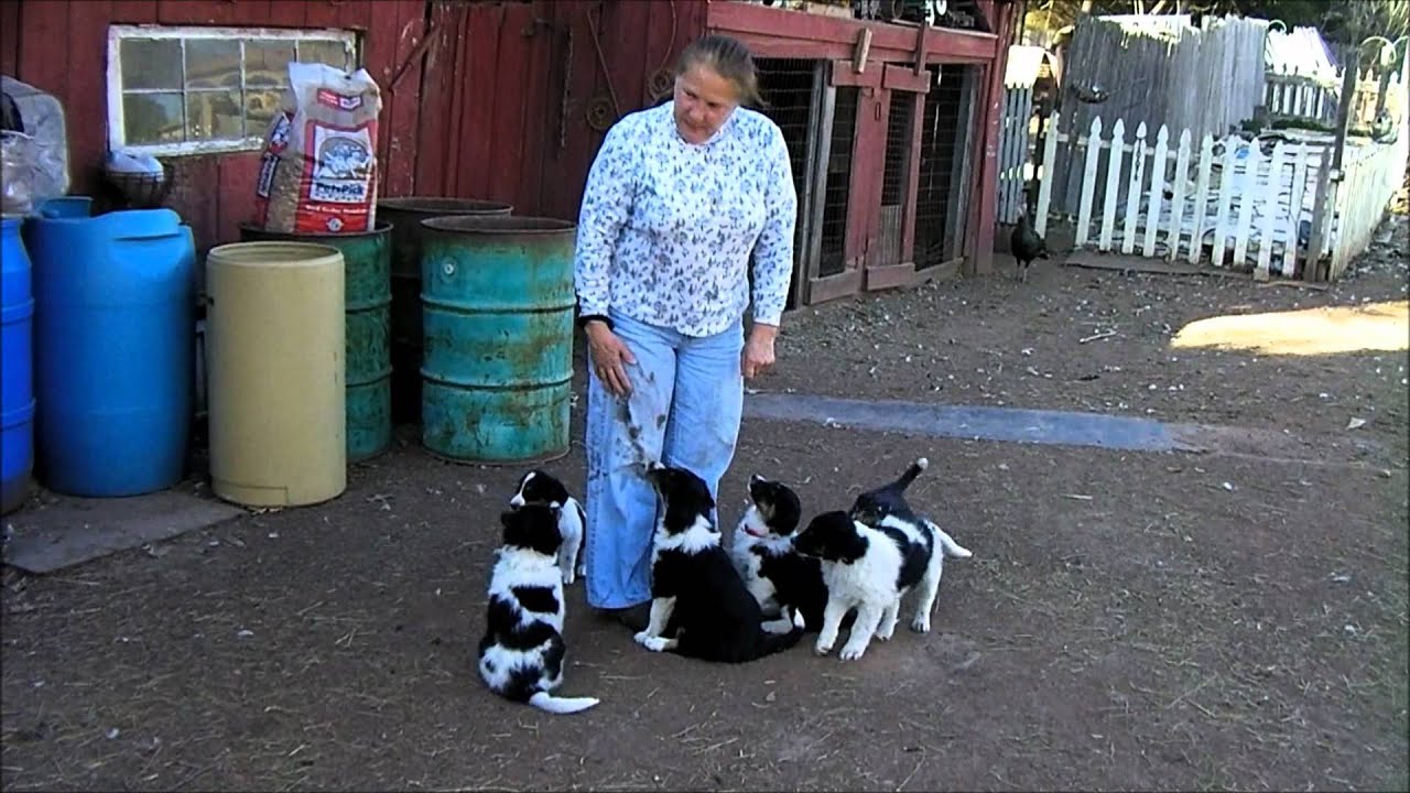 Sycamore Spring Farm English Shepherds puppies a week before moving to there new homes