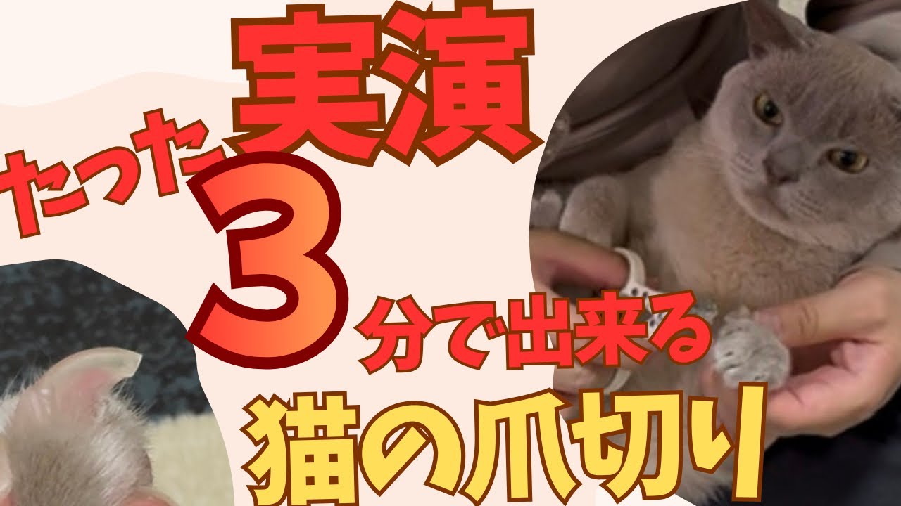 嫌がらない！自宅で簡単3分でできる猫の爪切り方法