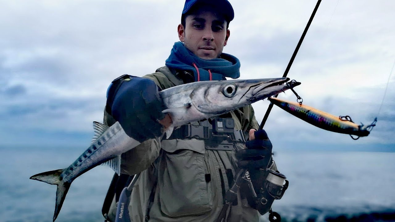 Spinning al BARRACUDA - Attacco in DIRETTA - Barracuda Attack - LIVE STRIKE - Shimano Lunamis - C&R