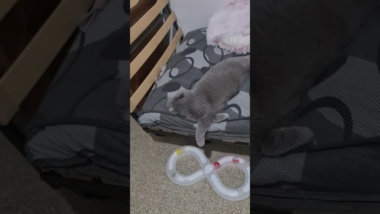 #cat #прикольныекоты 