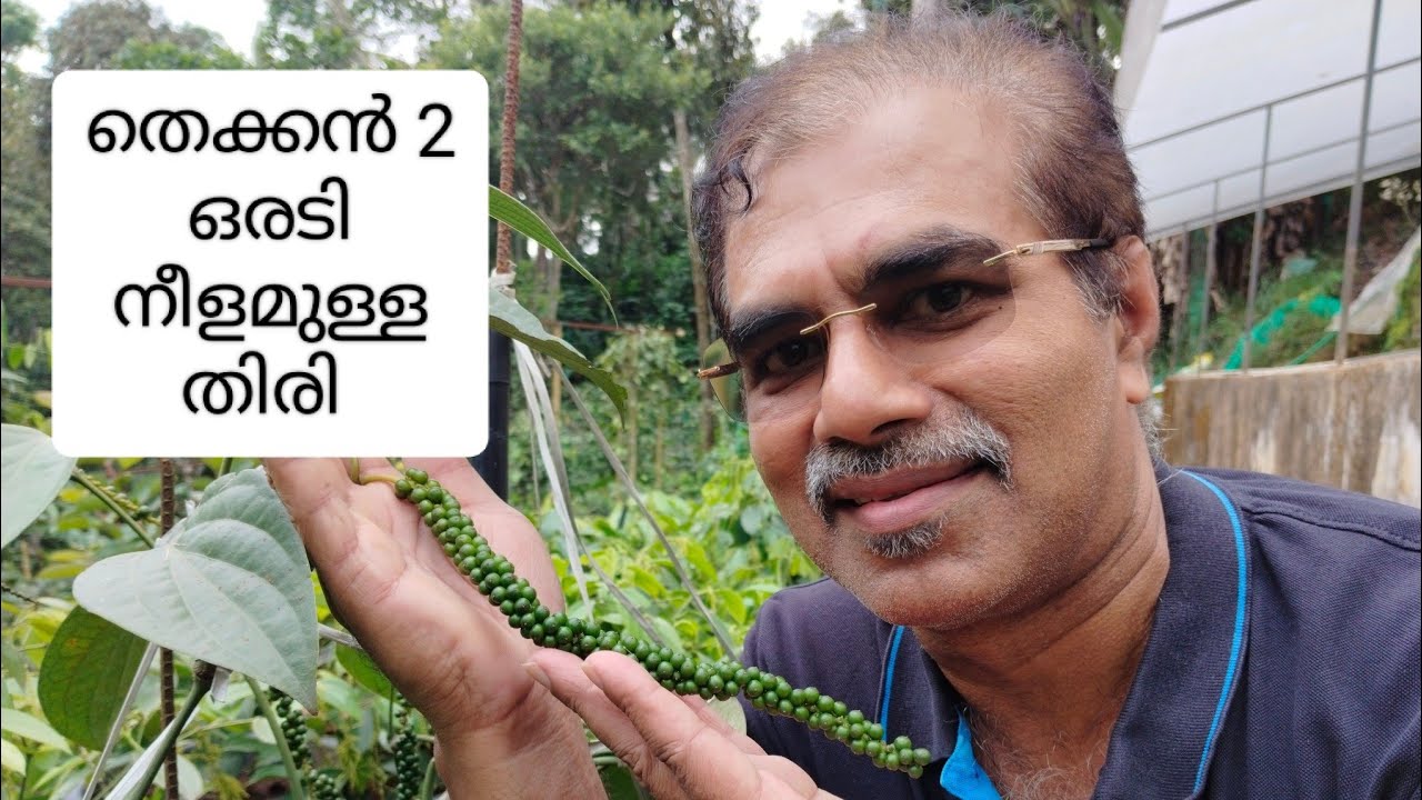 ഒരടി നീളമുള്ള തിരി.. തെക്കൻ 2 കുരുമുളക് #blackpepper #agritricks #pepperthekkannursery #kattappana