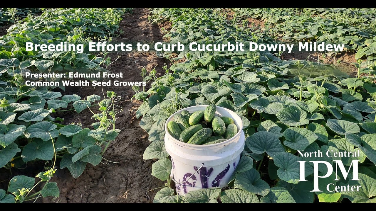 Breeding Efforts to Curb Cucurbit Downy Mildew - Frost