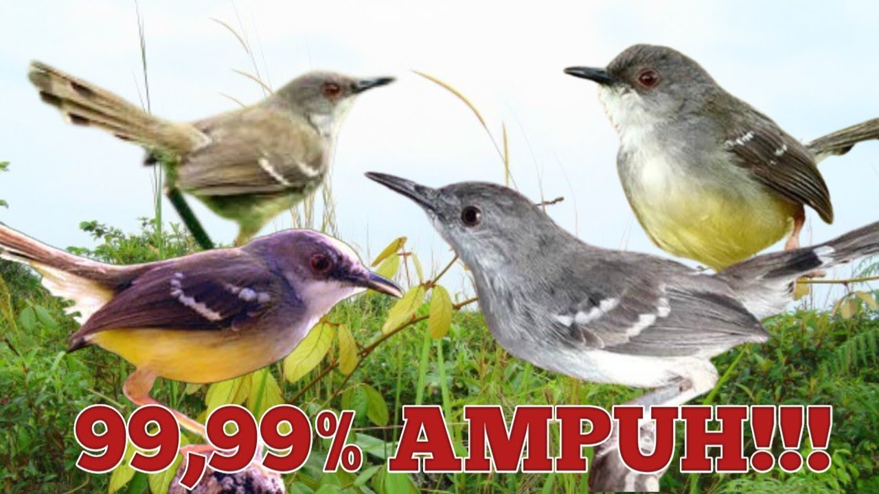 SUARA PIKAT CIBLEK AMPUH.