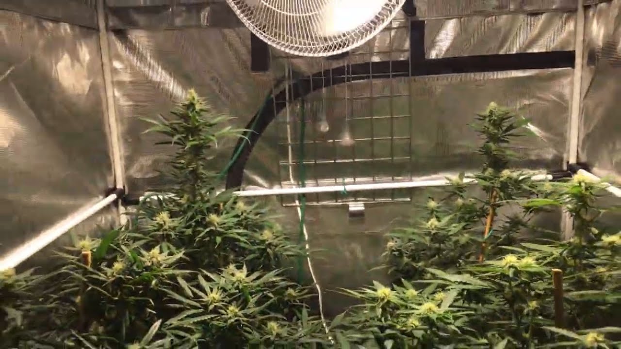 Growing Cannabis: Season 8, Week 3 of Flower