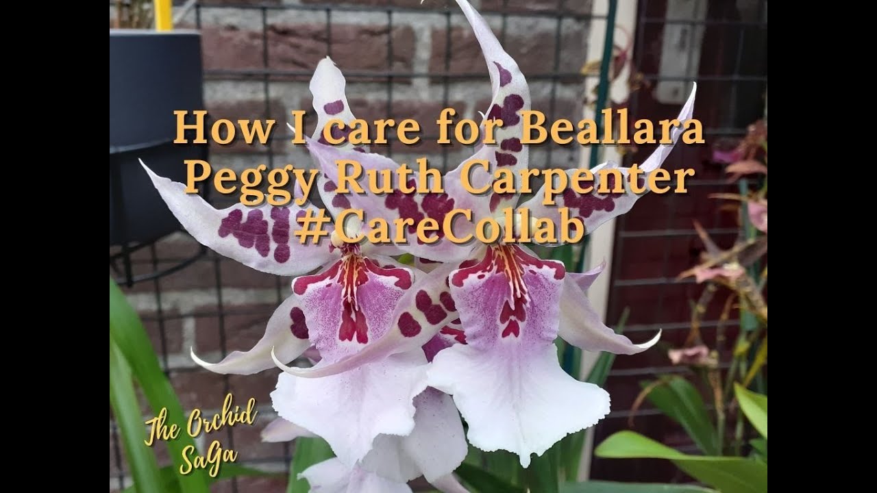 How I care for my Beallara Peggy Ruth Carpenter #CareCollab