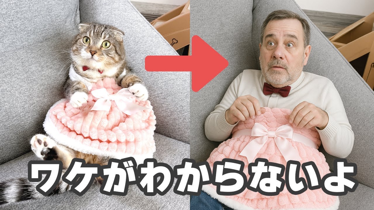 愛猫をAIに擬人化してもらった飼い主の末路がコチラ🤣🤣🤣