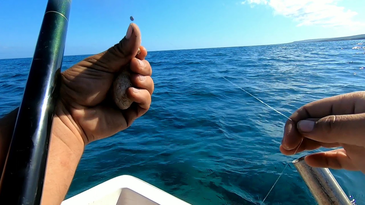 TEKNEDEN SOKAN BALIGI AVI