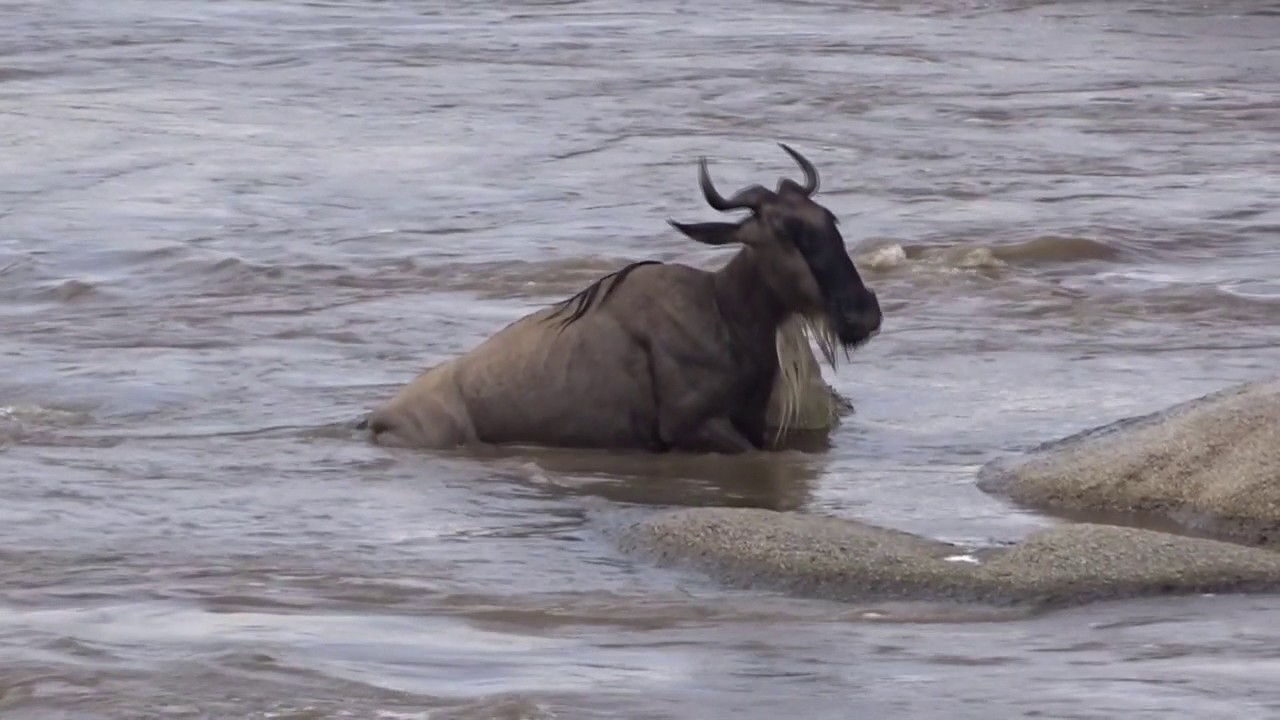 Wildebeest crossing Tanzania