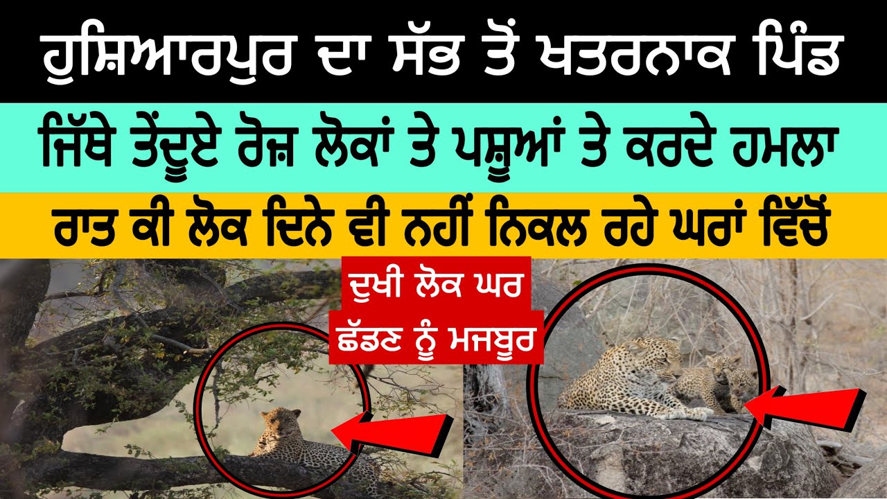 ਹੁਸ਼ਿਆਰਪੁਰ ਦਾ ਖਤਰਨਾਕ ਪਿੰਡ ਜਿੱਥੇ ਤੇਂਦੂਏ ਰੋਜ਼ ਲੋਕਾਂ ਤੇ ਪਸ਼ੂਆਂ ਤੇ ਕਰਦੇ ਹਮਲਾ