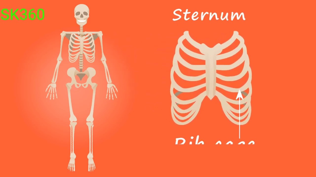 human skeleton Anatomy