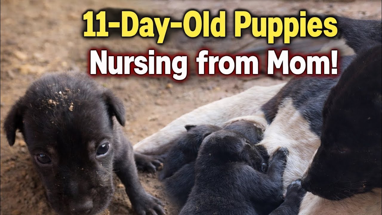11-Day-Old Puppies Nursing Their Mother | Cute Newborn Puppy Moments