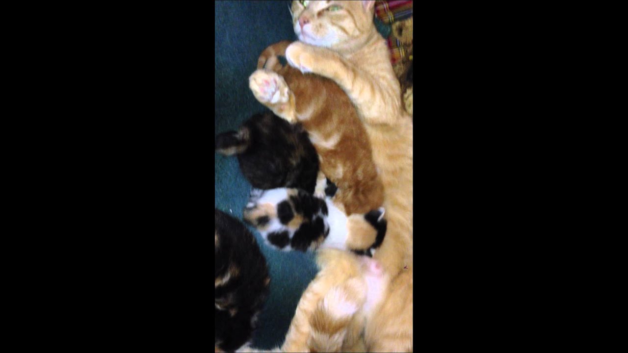 Petits chatons mignons 2