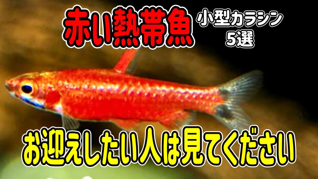 そうだ！赤い熱帯魚を飼おう！5選【美し過ぎる小型カラシン編】