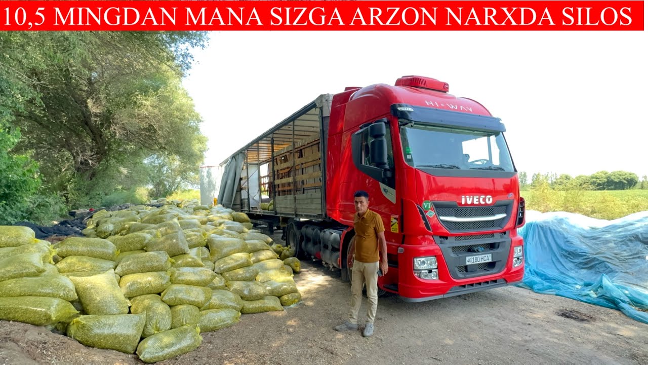ARZON NARXDA DONLI SILOS 🌽10,5 MINGDAN UZB BO’YLAB DASTAFKA XIZMATIHAM 🚛