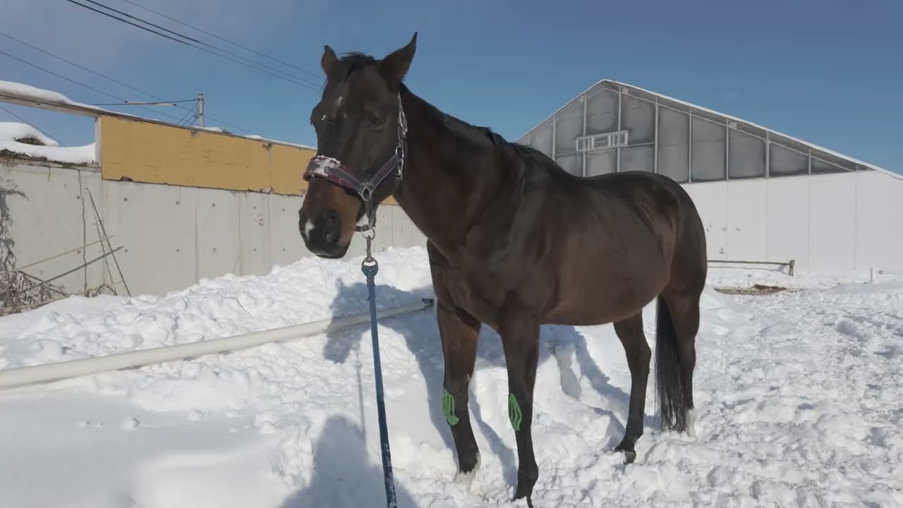 あーこっこ乗馬日記〜１月のこの辺りからドカ雪が連続してくるぜ！