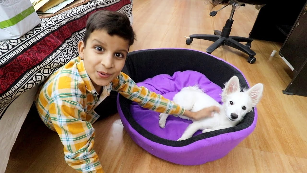 New Bed For Oreo 😍