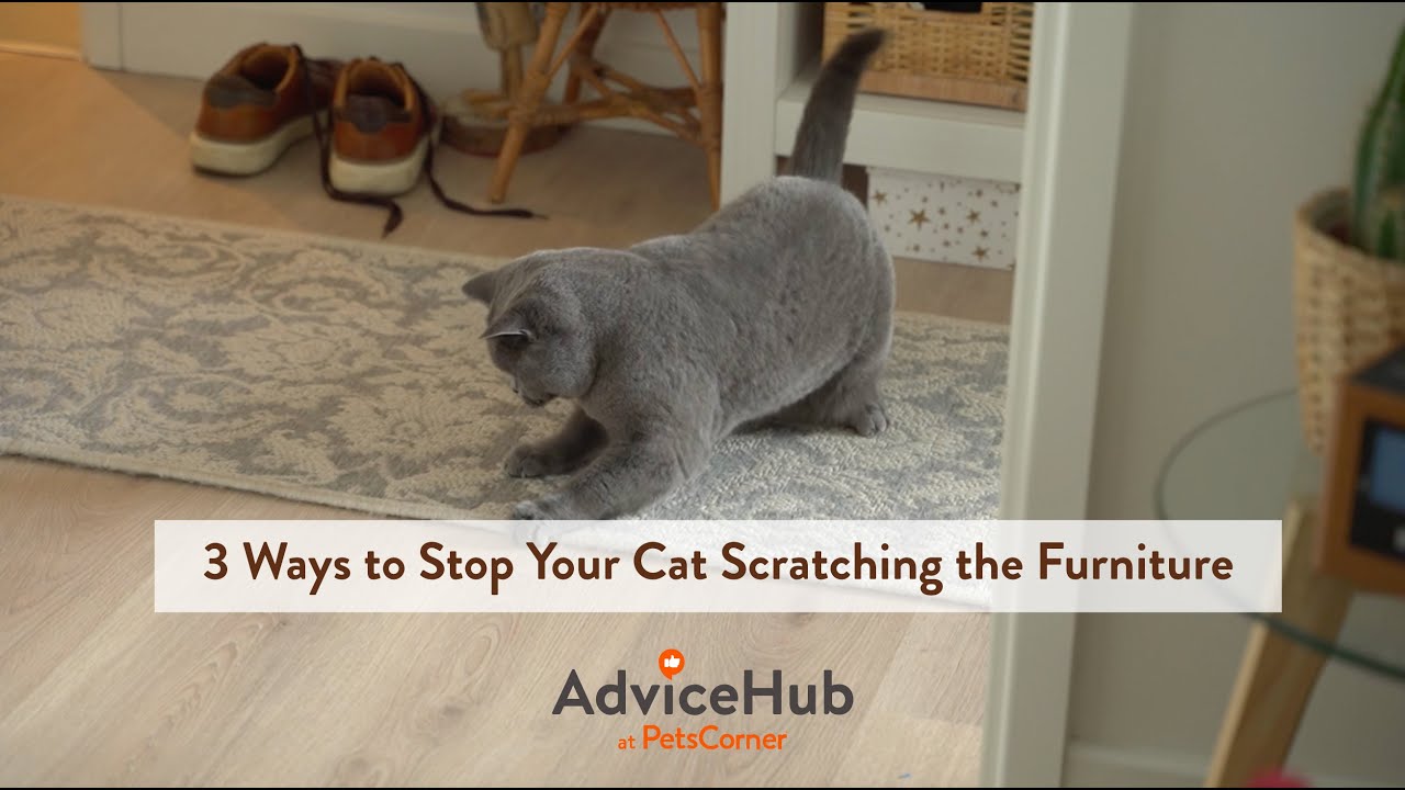 Destructive Cat? 3 Ways to Stop Your Cat Scratching the Furniture