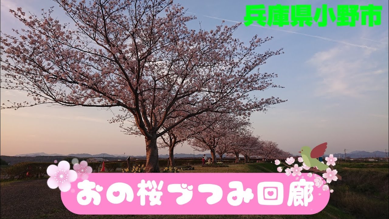 【おの桜づつみ回廊】～今が見頃☆西日本最大級の桜並木～