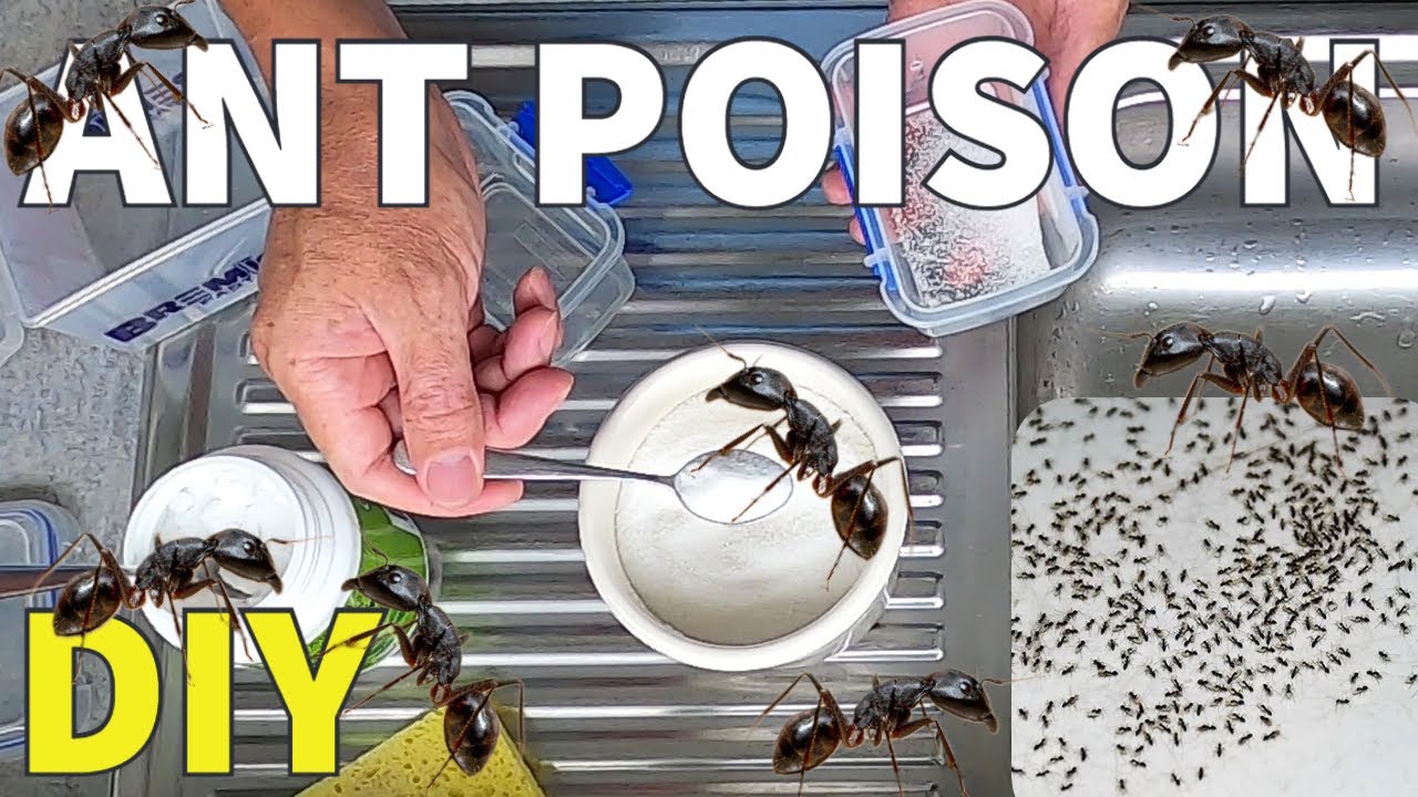Сделай сам: средство от муравьев Borax Ant Killer — как сделать яд для муравьев и станции для при...