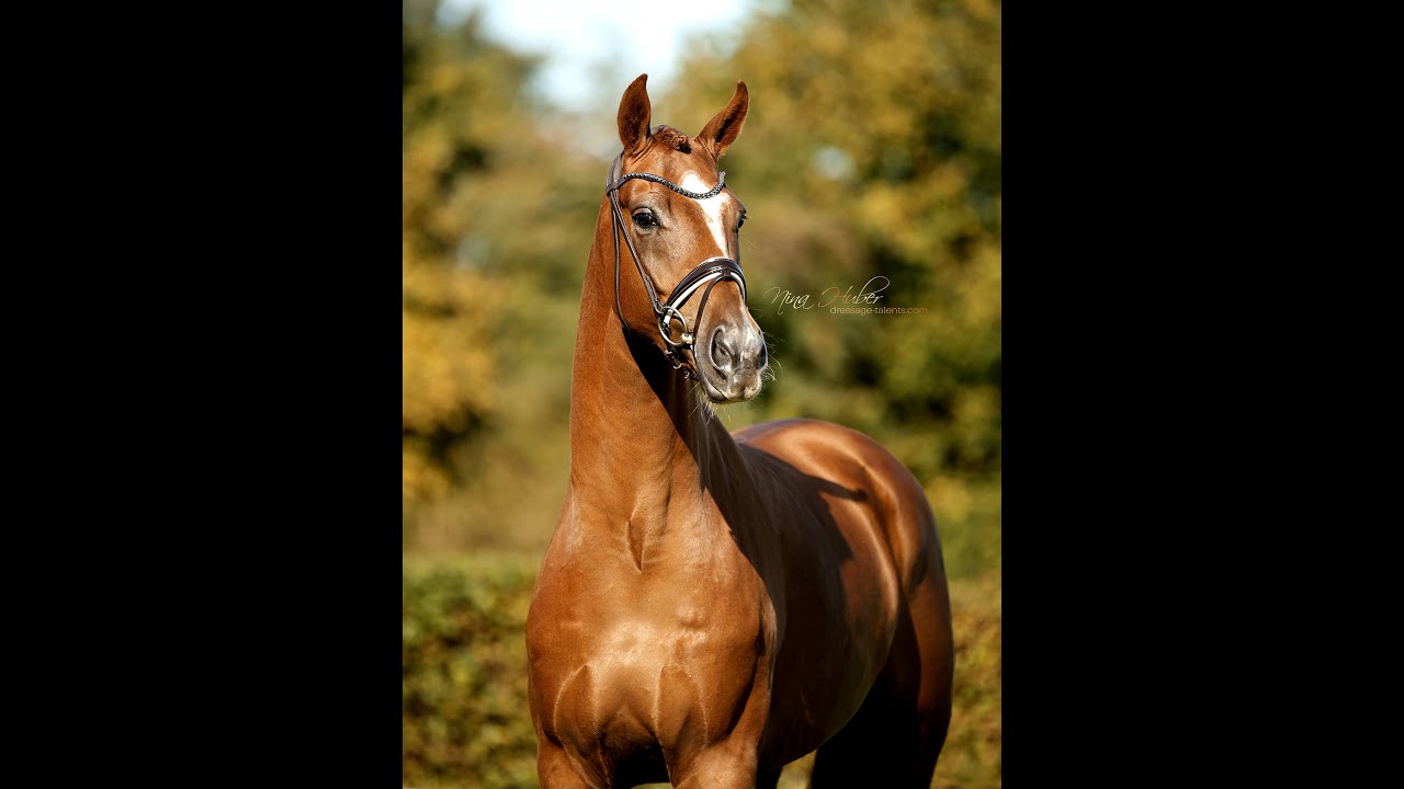 Vicianum 6yo gelding by Vaderland