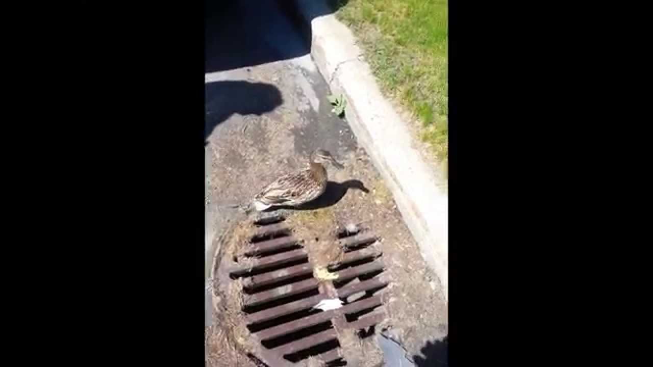 Patrol and public services rescue 11 ducklings from death