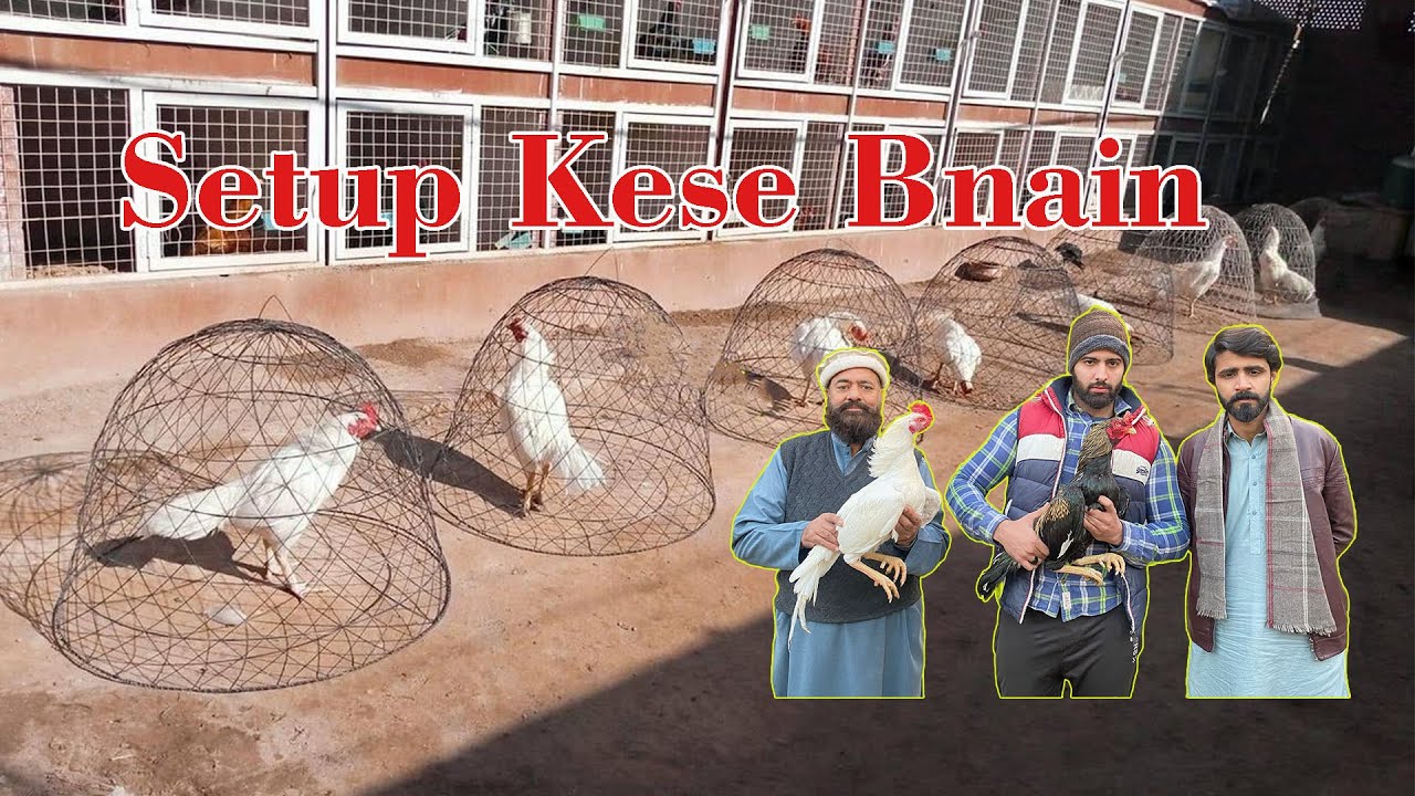 Setup kese bnain | How to make Aseel Setup | Information about aseel setup