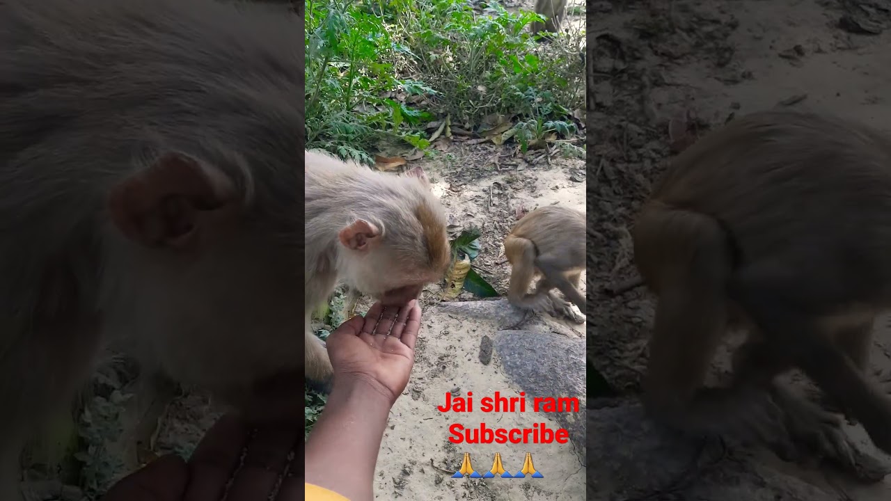Jai sjri ram #monkey #shorts # video